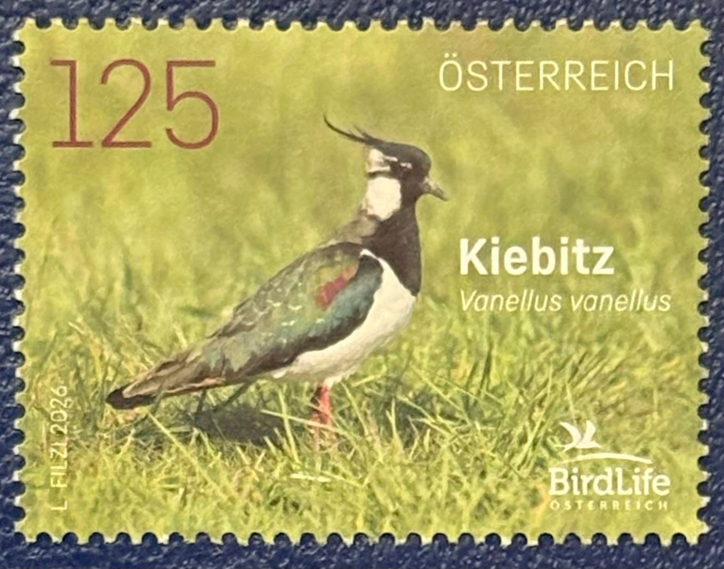 Der Kiebitz