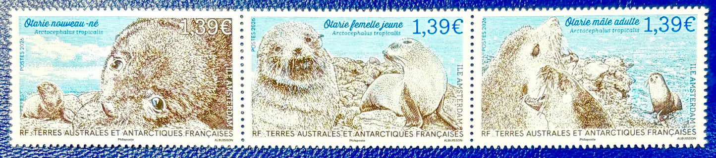 Der arktische Seebär