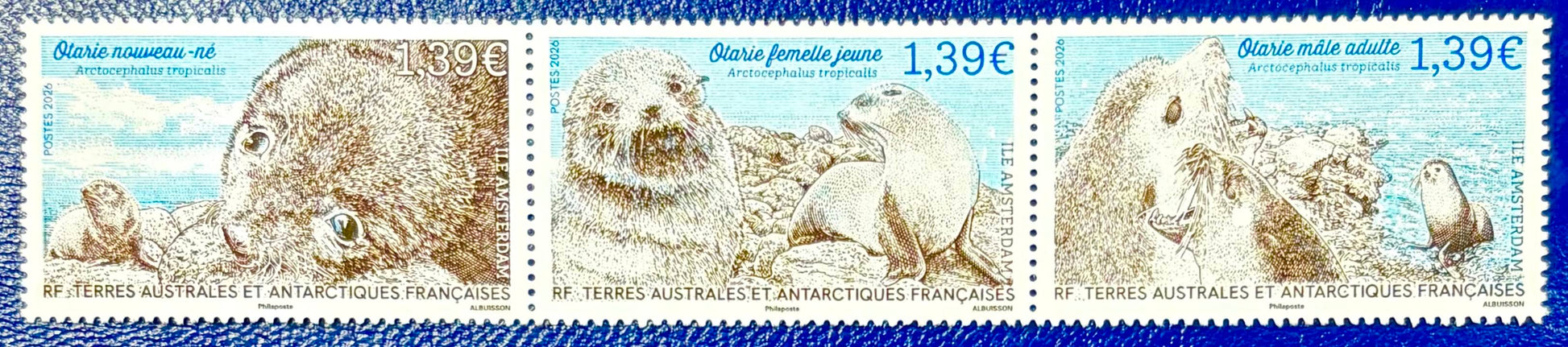 Der arktische Seebär