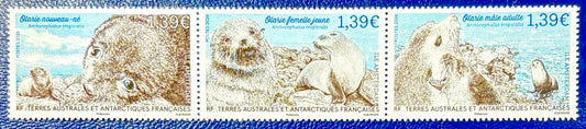 Der arktische Seebär