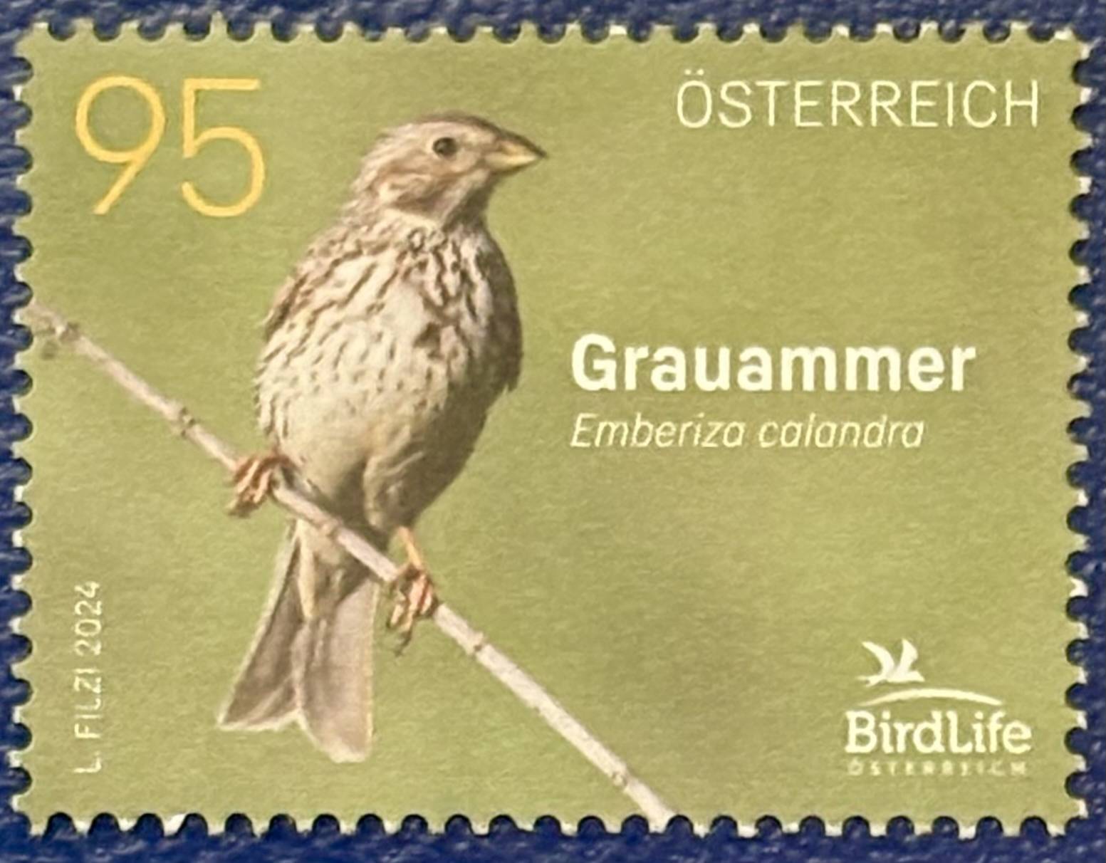 Der Grauammer - Vogel des Jahres 2024
