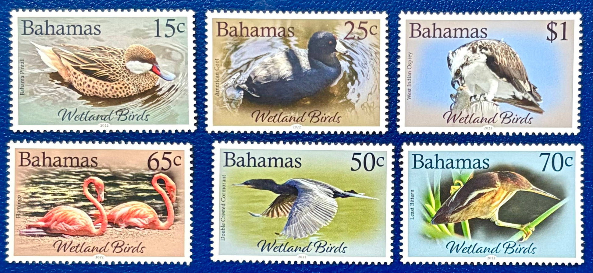 Wasservögel der Bahamas