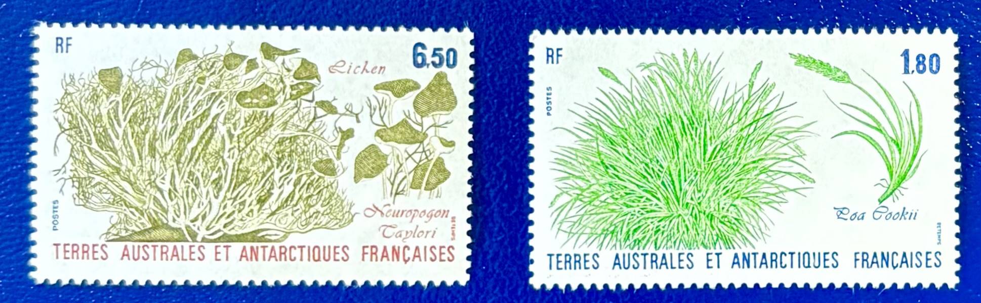 Französische Gebiete in der Antarktis - 2 Werte postfrisch "Pflanzen der Antarktis" im Stichtiefdruck