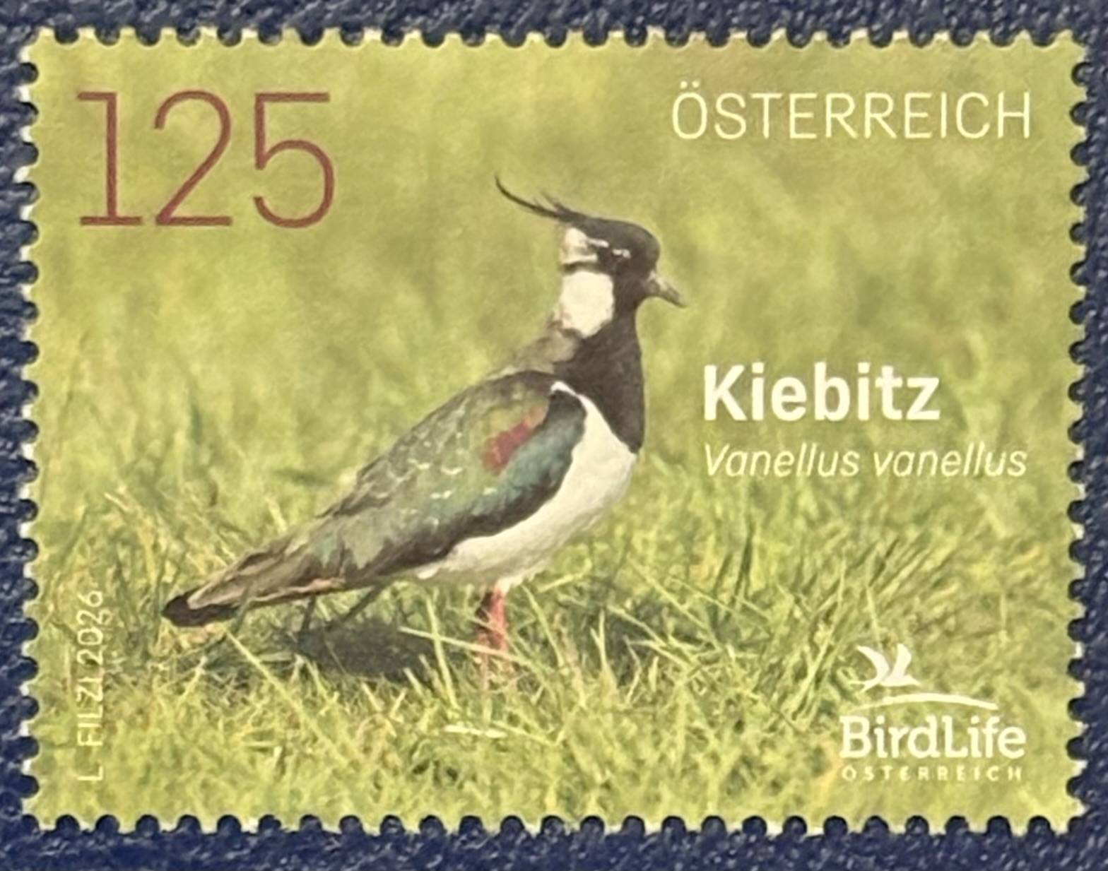 Der Kiebitz