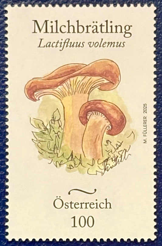 Der Milchbrätling