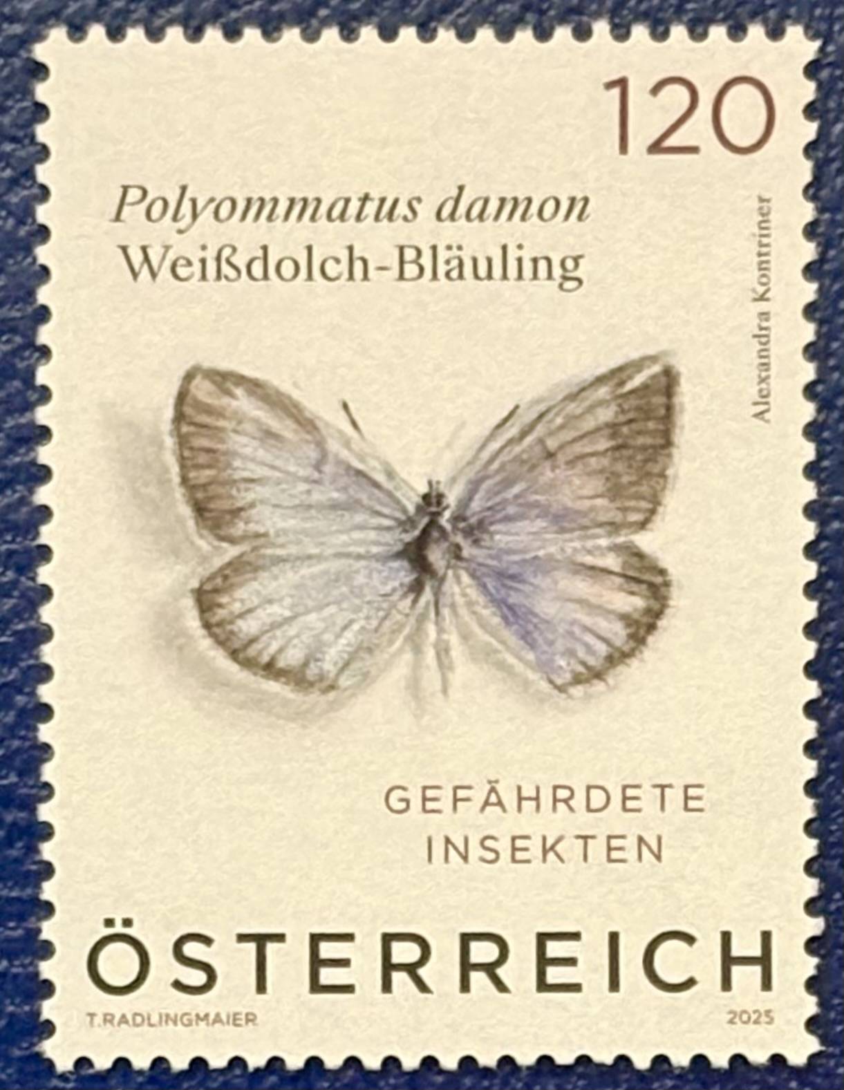 Der Weißdolch Bläuling