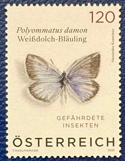 Der Weißdolch Bläuling