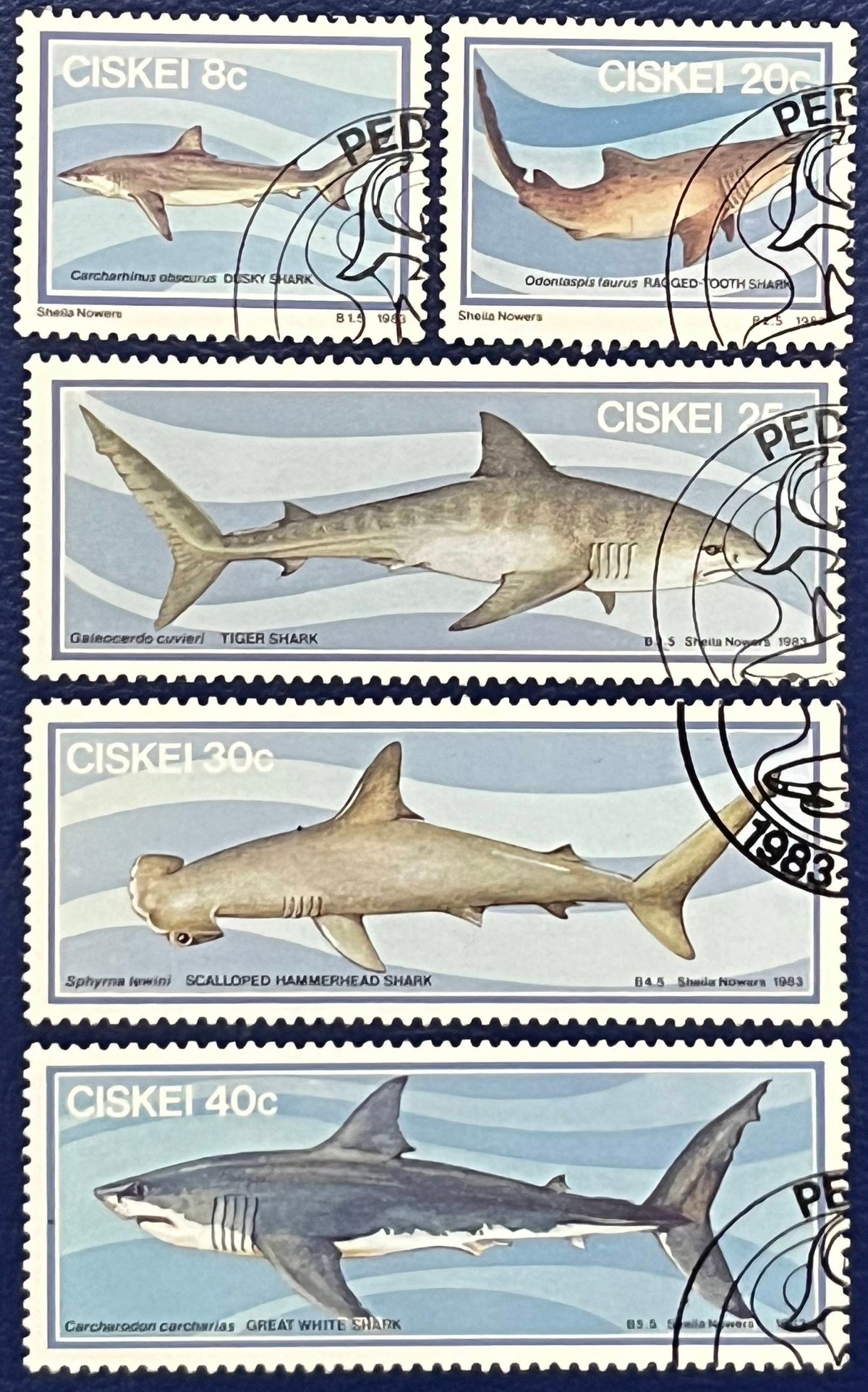 Ciskai - 5 Werte gestempelt "Haie"